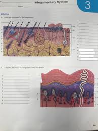 Solved Integumentary System Section Labeling 1 Label The Chegg Com