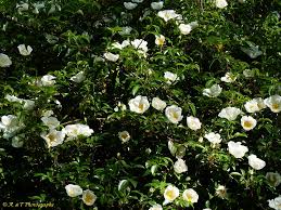Image result for Rosa laevigata