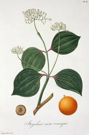 Image result for Strychnos