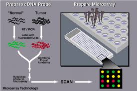 Preparation Of Cdna Probe And Microarray Download