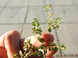 Image result for Euphorbia serpens