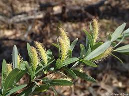 Image result for Balanites pedicellaris