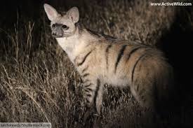 Scenery, animals scarce, some antelope species, giraffe and leopard African Animals List With Pictures Facts Information Worksheet