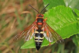 Black And Orange Bug That Looks Like A Wasp Cicada Killers Ground Digger Wasp Sphecius Speciosus Types Of Wasps Cicada Killers Ground Digger Wasp Sphecius Speciosu Tarantula Hawk Wasp Wasp Insect
