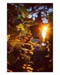 Naturephotography Naturelover Naturepics Nature Travelersofindia Sunsets Sunlight Summer Nature Photography Nature Photography Light Background Images