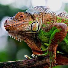 Red Iguana Photo By Ajar Setiadi National Geographic Your Shot Iguana Reptiles And Amphibians Green Iguana