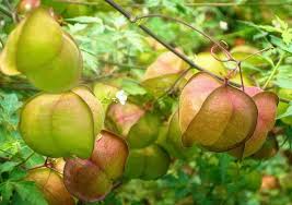 Image result for Cardiospermum halicacabum