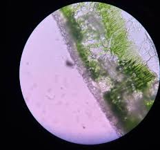 Jagung manis (sweet corn), zea mays saccharata biji. Judul Situs