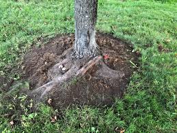 Root mat and roots removed (once again) in june. Should I Remove This Red Maple S Girdling Root Sfwtrees