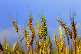 Breastfeeding Gluten Introduction And Risk Of Celiac Disease The Science Of Mom