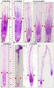 Ijms Free Full Text Effect Of Nanoparticles Surface Charge On The Arabidopsis Thaliana L Roots Development And Their Movement Into The Root Cells And Protoplasts Html