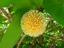 Image result for Sarcocephalus