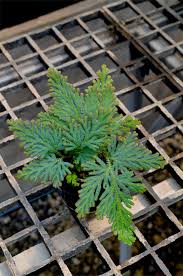 Image result for Selaginella soyauxii