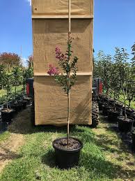 Crepe myrtles come in different sizes, habits, and colors. Crepe Myrtle Zuni Urban Tree Growers