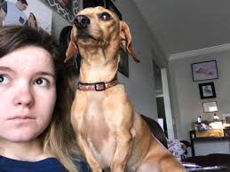 Why is my dog being mean to me?