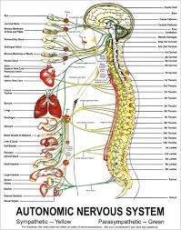 autonomic nervous system pad