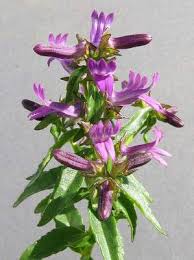 Image result for Cyphia