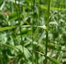 Image result for Daknopholis