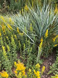 Image result for Digitaria velutina