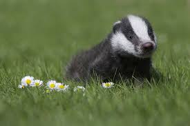 Kleiner Dachs Im Fruhling Baby Badger Cute Animals Animals Beautiful