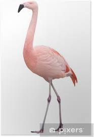 Juicing vegetables, flamengo, wilder child, heaven soul, visions art museum, heavenly recipes,. Poster Flamingo Vogel Zu Fuss Auf Weiss Links Pixers Wir Leben Um Zu Verandern