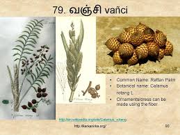 Slide90 In 2020 Rattan Palm Wild Jasmine Flowers