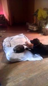 Give us a call and let us know what your needs are and we can arrange a sitter to care for your farm pets! The 10 Best Dog Trainers In Apopka Fl With Free Estimates