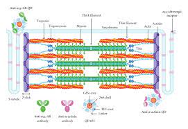 Location Of T Tubule In Muscle Biology Stack Exchange