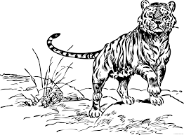 Looking for the best black and white tiger wallpaper? Clipart Tiger Black And White Clipart Tiger Black And White Transparent Free For Download On Webstockreview 2021