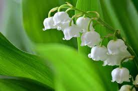 En france, pas de visite le jour du 1 er) mai sans le traditionnel brin de muguet. Ou Trouver Du Muguet A Coup Sur Lors Du Confinement Detente Jardin