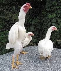 Perang foto dengan gambar lucu, gambar lucu animasi ayam & foto meme yakni hal yang lazim yang gambar lucu animasi ayam. Agen Sabung Ayam Online Clik Images For More Information Ayam Hewan Lucu