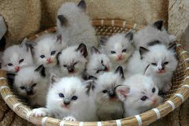 Dari sekian banyak hewan di dunia ini, ada beberapa yang rasul benci ada juga yang sangat disayang. Bagaimana Hukum Jual Beli Kucing Dalam Islam