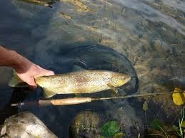 Plaisirs de la pêche à la truite ~ pêche à la mouche. Peche De La Truite En Riviere A La Mouche