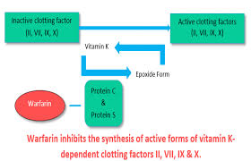 Normally, the precursors of these factors undergo a carboxylation reaction to be con Cureus Drug Induced Reduction Of Gamma Carboxylation In Osteocalcin What Is The Fallback