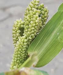 Image result for Echinochloa