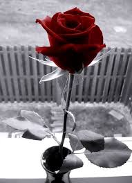 Wordsworthsmuse Flowers Black Background Love Rose Flower Color Splash Red