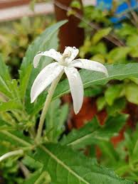 Image result for Barleria lugardii