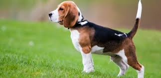 Beagle Cinsi Kopek Bakimi Ve Ozellikleri