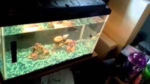 White slime fungus on new drift wood aquarium advice. White Film On Aquarium Glass Youtube