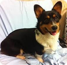 Legacy adoption services dallas adoption agency location. Katy Tx Welsh Corgi Mix Meet Diva A Dog For Adoption Corgi Adoption Corgi Welsh Corgi Mix