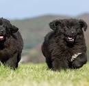 Newfoundlands for Sale | Dogs on Oodle Classifieds