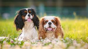 So now if i convinced you enough how important is to find the perfect dog name for your new dog, you're. 30 Most Expensive Dog Breeds Gobankingrates