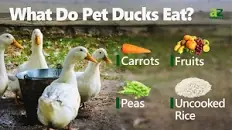 Image result for what to feed mallards