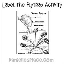Venus Fly Trap Crafts And Learning Activities For Children Venus Fly Trap Fly Traps Plant Life Cycle