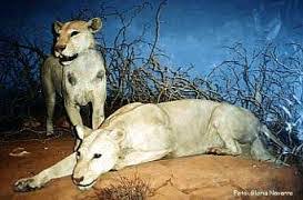 Rosny (pseudónimo de los hermanos belgas joseph henry honoré. Enigmas Y Leyendas Los Leones De Tsavo El Mejor Plan Del Mundo
