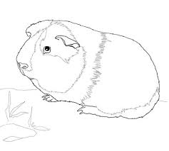Hier gibt es immer die schönsten bilder zum ausmalen. Pin On Coloriages Animaux
