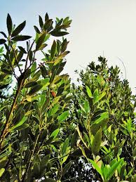 Image result for bay leaf bush foto