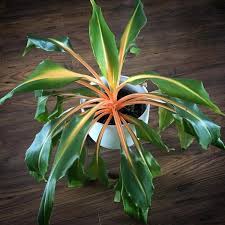 Tanaman hias sensivera / lidah mertua / pedang pedangan: Jual Tanaman Hias Daun Untuk Area Indoor Dan Teduh Yang Cantik Plus Kuat Chlorophytum Amaniense Langka Di Lapak Ibad Garden Bukalapak