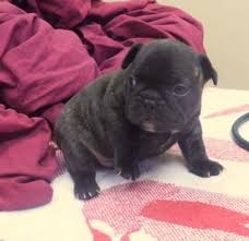 The pups are raised in a loving home and are already well sociali.read more. French Bulldog Shipping Rates Services