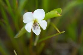 Image result for Landolphia violacea